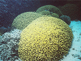 海の盆栽 写真3